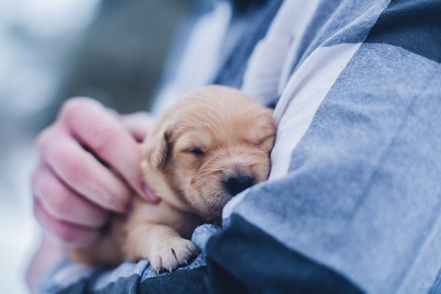 6 Steps to Ensure a Smooth Start for Your Children and Their New Pet 