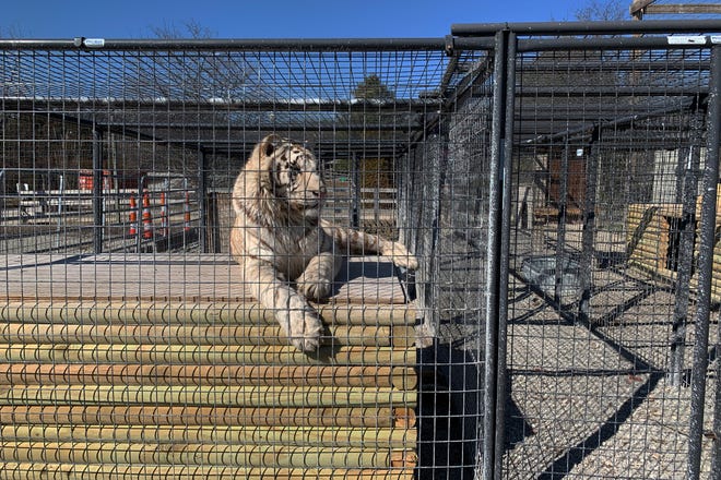 Why Circuses, Roadside Zoos, and Similar Attractions Are Harmful 