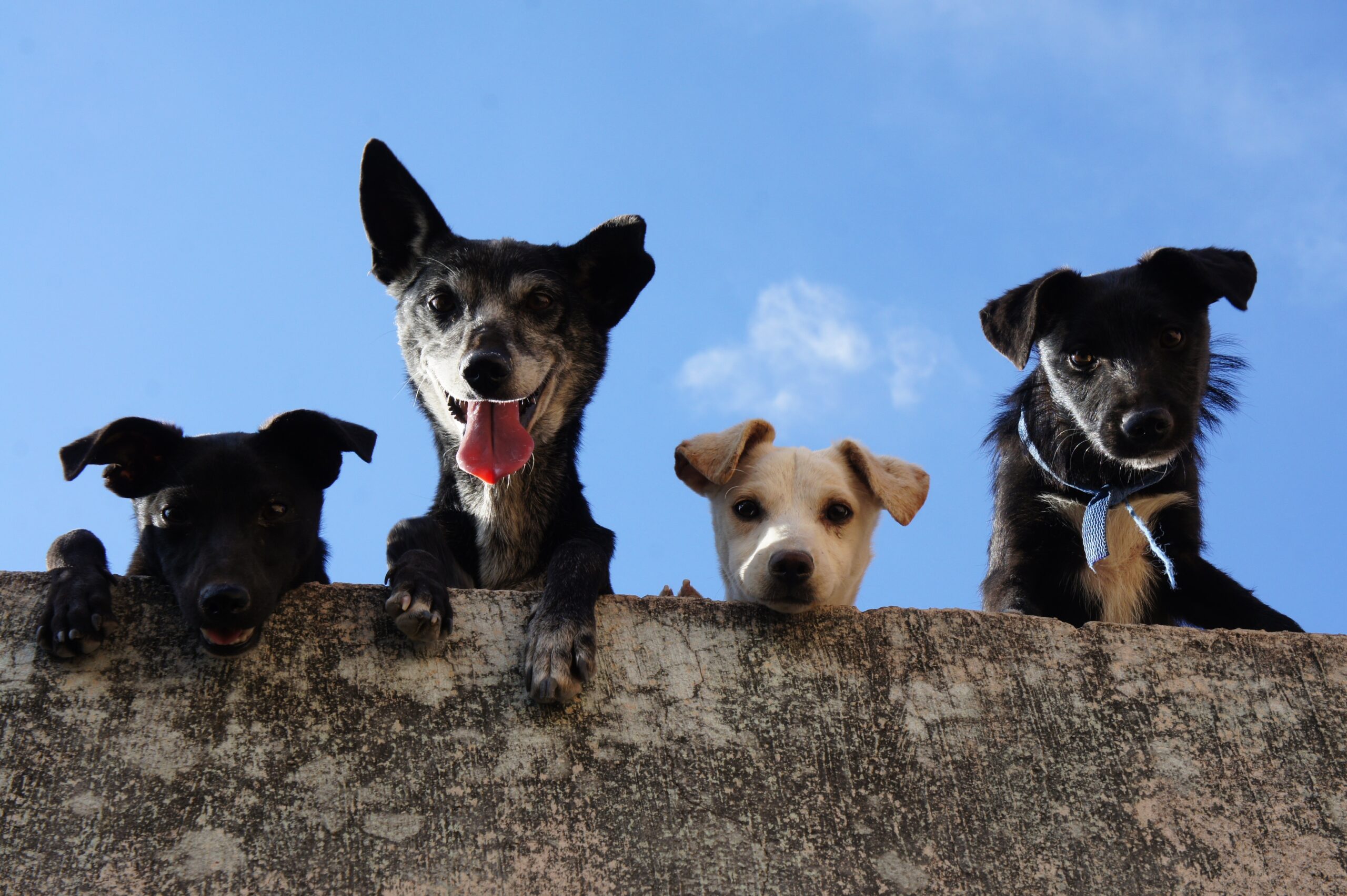 6 Steps to Socialize Your Canine Companion