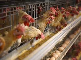 What You Need to Know about Chicken Cruelty Before You Buy Eggs 