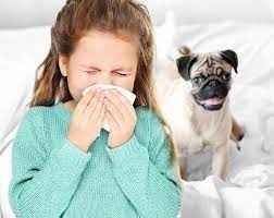 Can I Adopt a Pet If I Have Allergies? 