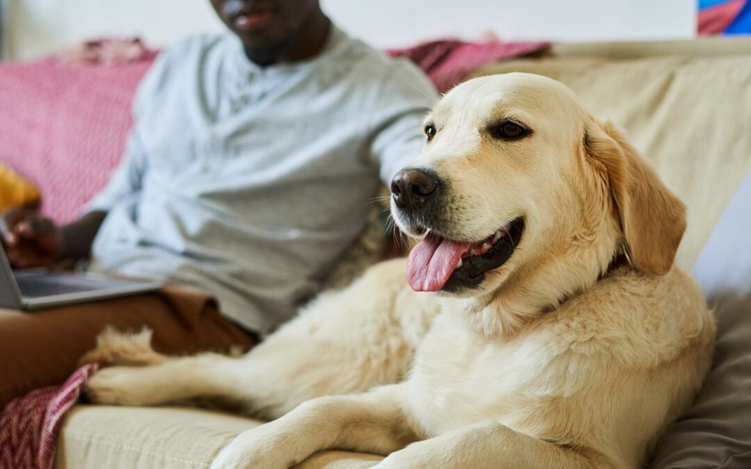 Spotlight on 6 of the Health Benefits of Pet Ownership