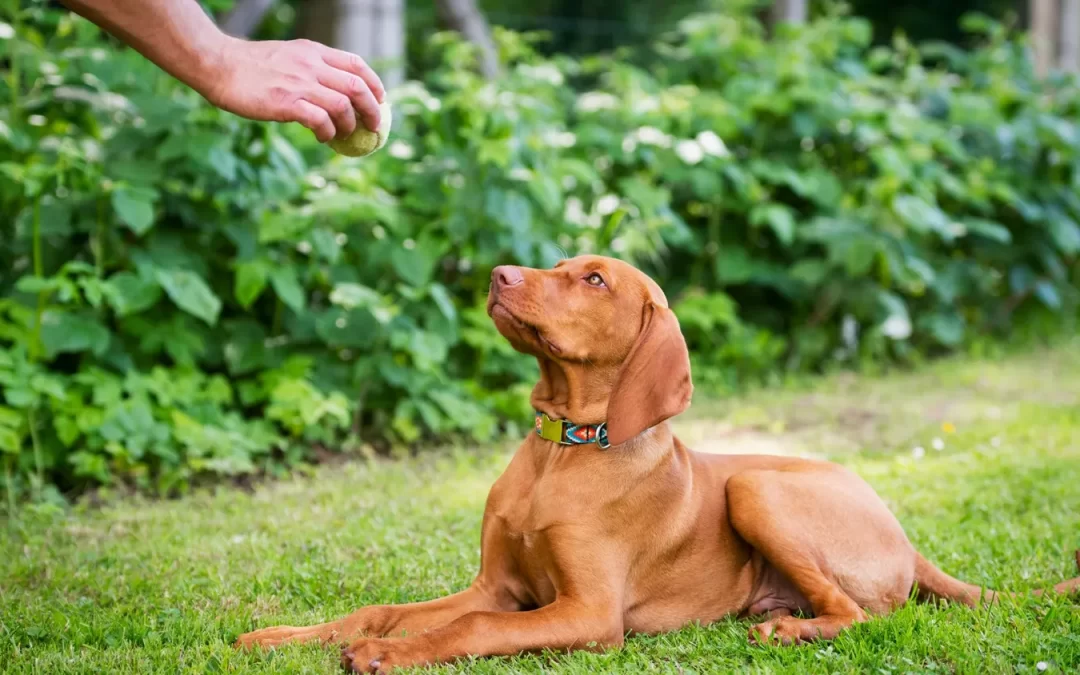 Dog Training Basics – 4 Tricks to Teach Your Pooch