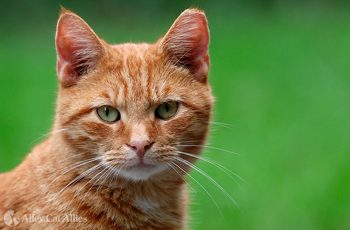 3 Common Cat Behavior Problems and How to Solve Them 