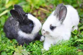 7 Reasons to Adopt a Pet Rabbit 