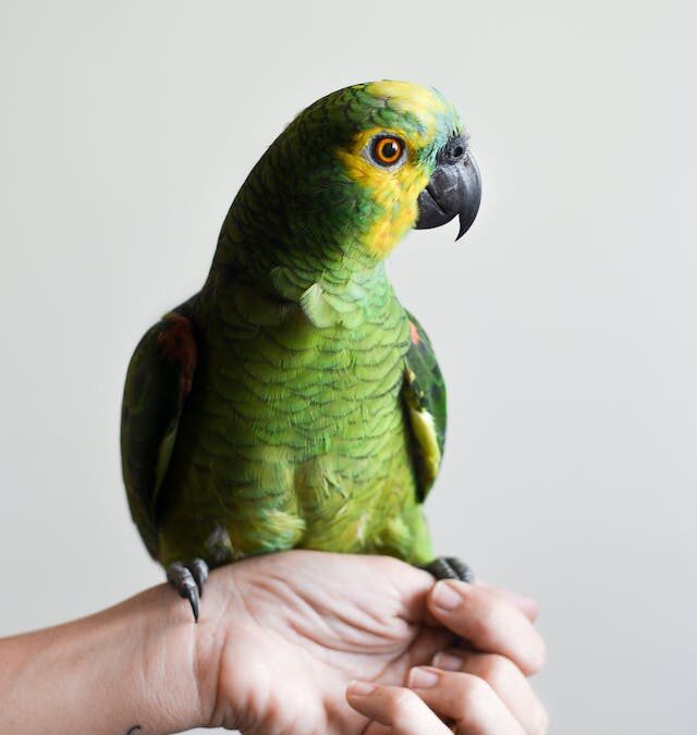 Birds as Pets: What to Expect
