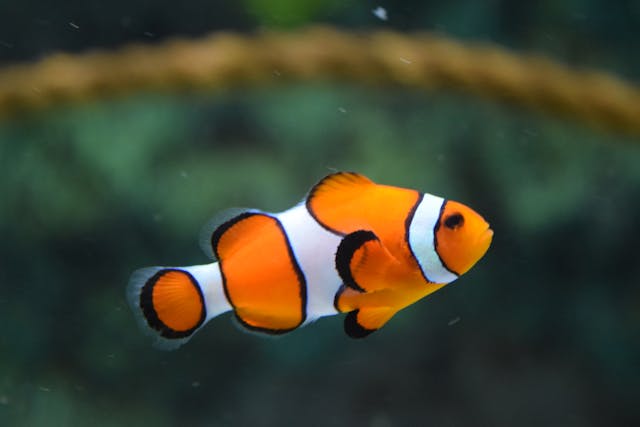 What You Should Know about Having Fish as Pets 