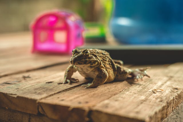 How to Care for a Pet Frog