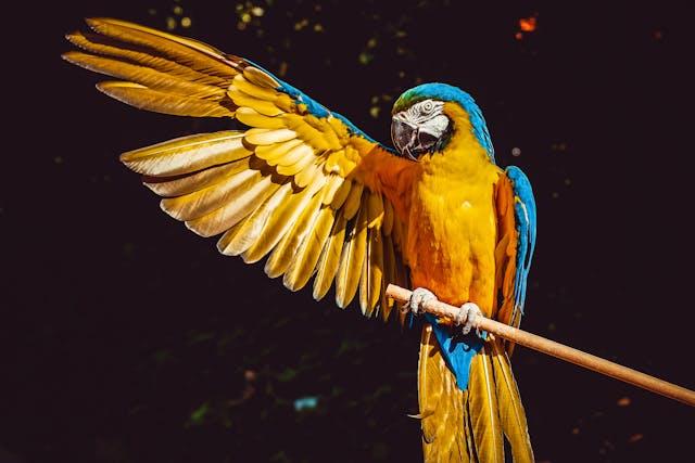 Do Parrots Make Good Pets? 