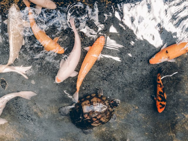 How to Care for a Koi Pond