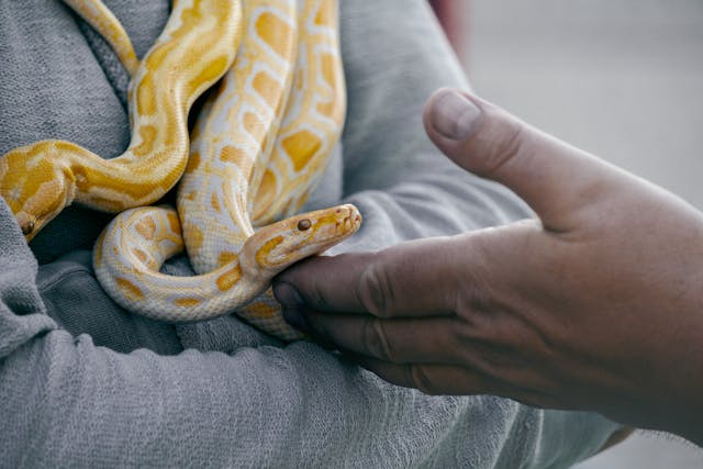 What You Need to Know about Sharing Your Home with a Pet Snake